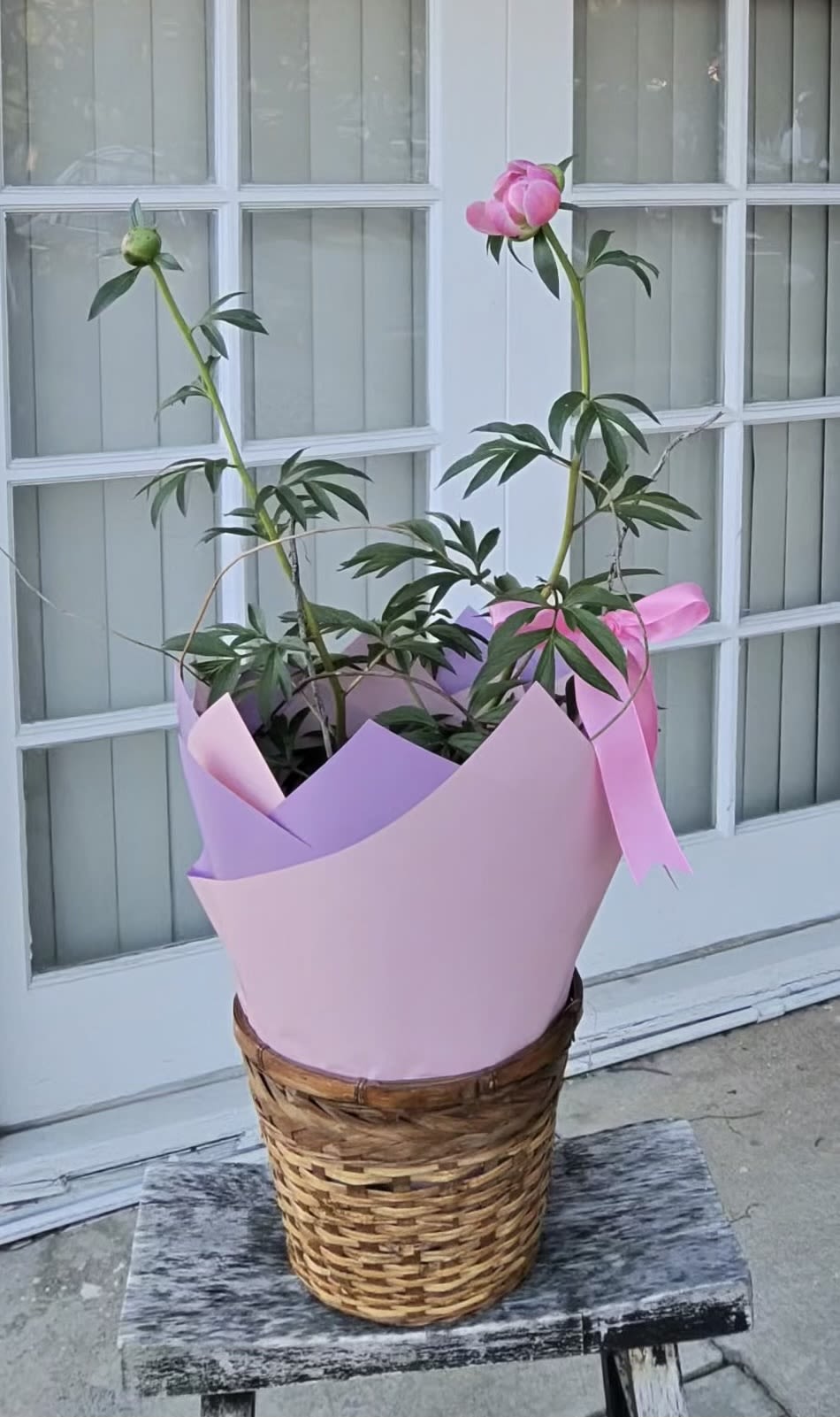 Coral Peony Plant – Elegant Mother’s Day Gift | Brea Flower Delivery - Celebrate Mom with a gift that blooms with beauty and meaning. This stunning coral peony plant features soft, romantic petals in a warm coral-pink tone, symbolizing love, gratitude, and happiness—perfect for Mother’s Day. Designed in a charming woven basket and wrapped in delicate pastel paper, this living plant offers a unique and long-lasting alternative to traditional bouquets. As it continues to grow and bloom, it becomes a lasting reminder of your appreciation and care. Handcrafted with attention to detail, this elegant peony plant is ideal for brightening patios, entryways, or indoor spaces with natural beauty and sophistication. Order today from a trusted local florist in Placentia and enjoy fresh, handcrafted floral gifts with reliable delivery throughout Orange County. Orchids Little Secret Boutique specializes in one-of-a-kind arrangements for meaningful occasions like Mother’s Day, birthdays, and more.  Product Highlights: Coral peony plant (seasonal availability) Keepsake woven basket container Elegant gift wrap presentation Long-lasting, re-blooming plant Perfect Mother’s Day gift idea Available for local delivery in Placentia &amp; Orange County 