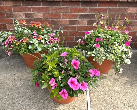 Garden Planter Patio Pot - Assorted patio pots with mix of annual and perennial blooming and green plants.