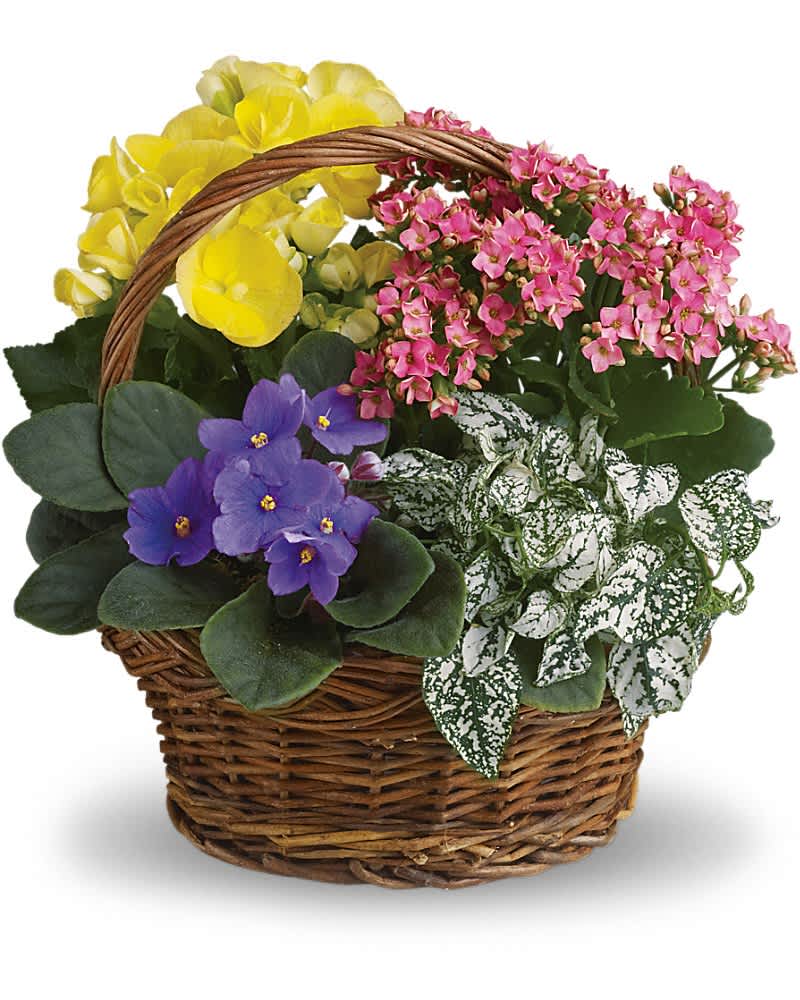 Basket of yellow, pink, and purple flowering plants with variegated leaves in a wicker basket