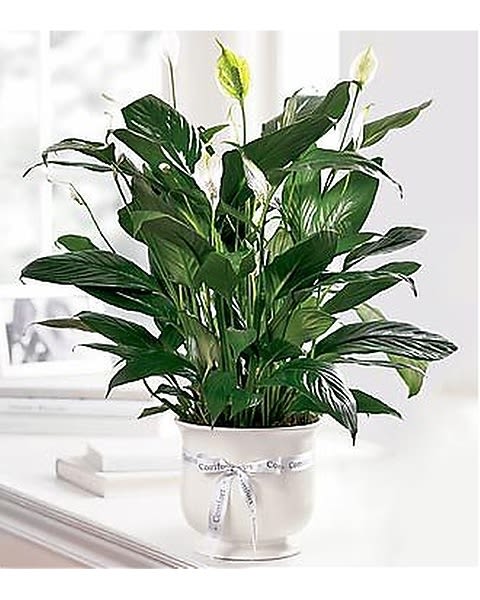 Comfort Planter - Offer unspoken words of comfort, hope and peace. Our creamy white ceramic planter holds an elegant peace lily plant. Planter is simply enriched by a white ribbon bow bearing words of "comfort". Dark green leaves offer a calm background for the white candle-like blooms of this easy to care for plant. Send as a tribute, and a silent expression of your sympathies.