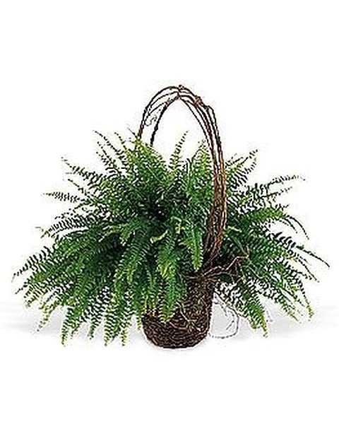 Fern in Wicker - A living plant is a wonderful way to share your sympathy. Its long-lasting beauty will bring comfort and hope. Perfect to send to the home or service. One Boston fern arrives in a natural basket with a grapevine handle. A minimum of 6 days is required before the delivery date for this item