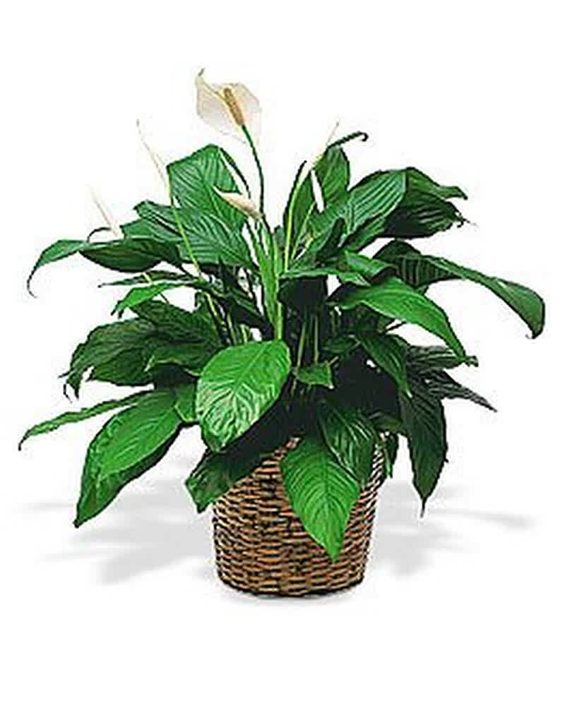 Potted peace lily plant with white blooms in a woven basket