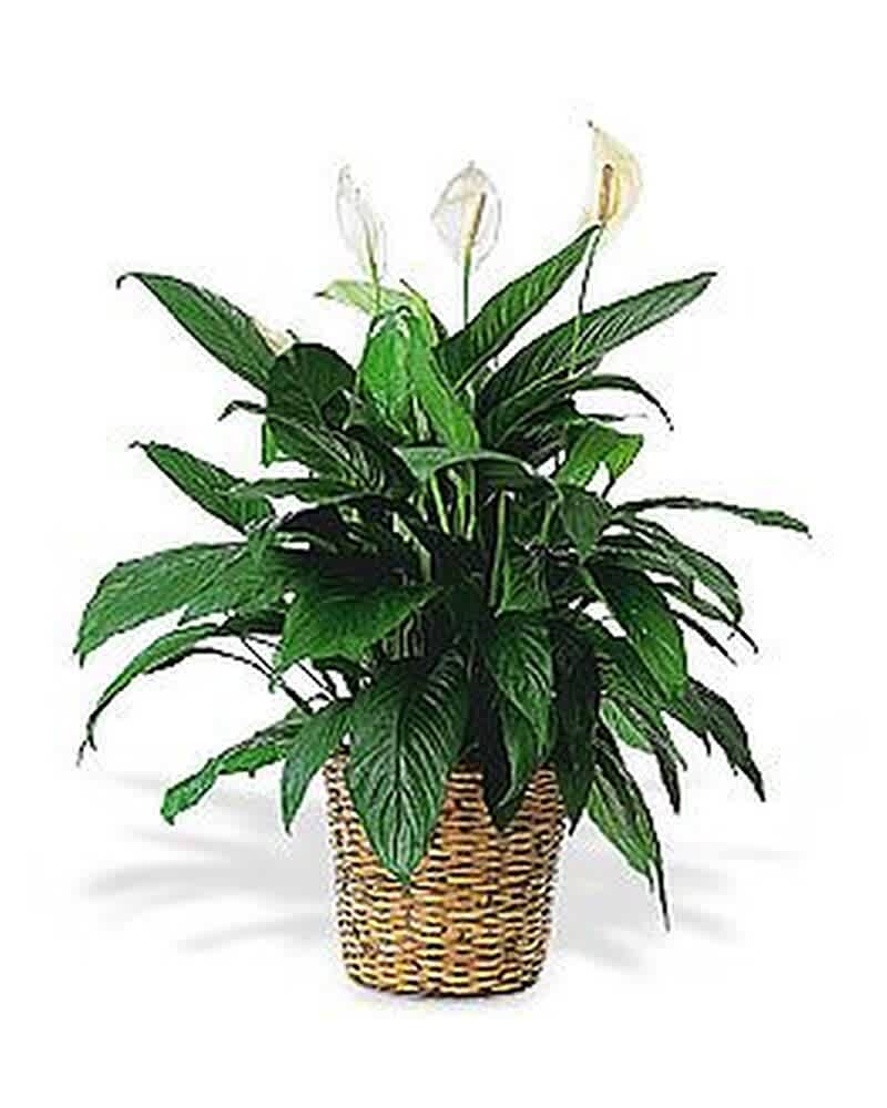 Potted peace lily plant with white blooms in a woven basket