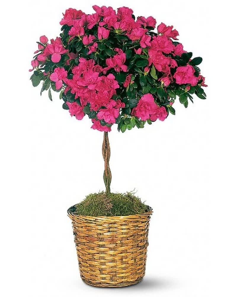 Topiary-style pink flowering plant in a woven basket pot