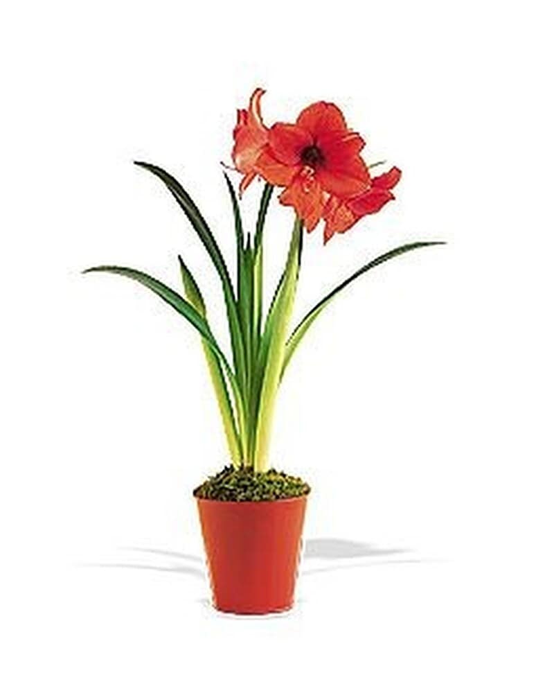 Potted red amaryllis plant with tall green leaves in an orange container