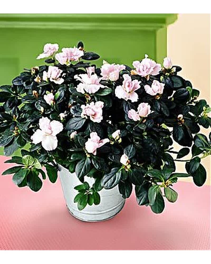 Potted plant with soft pink blooms in a white container on a pink surface