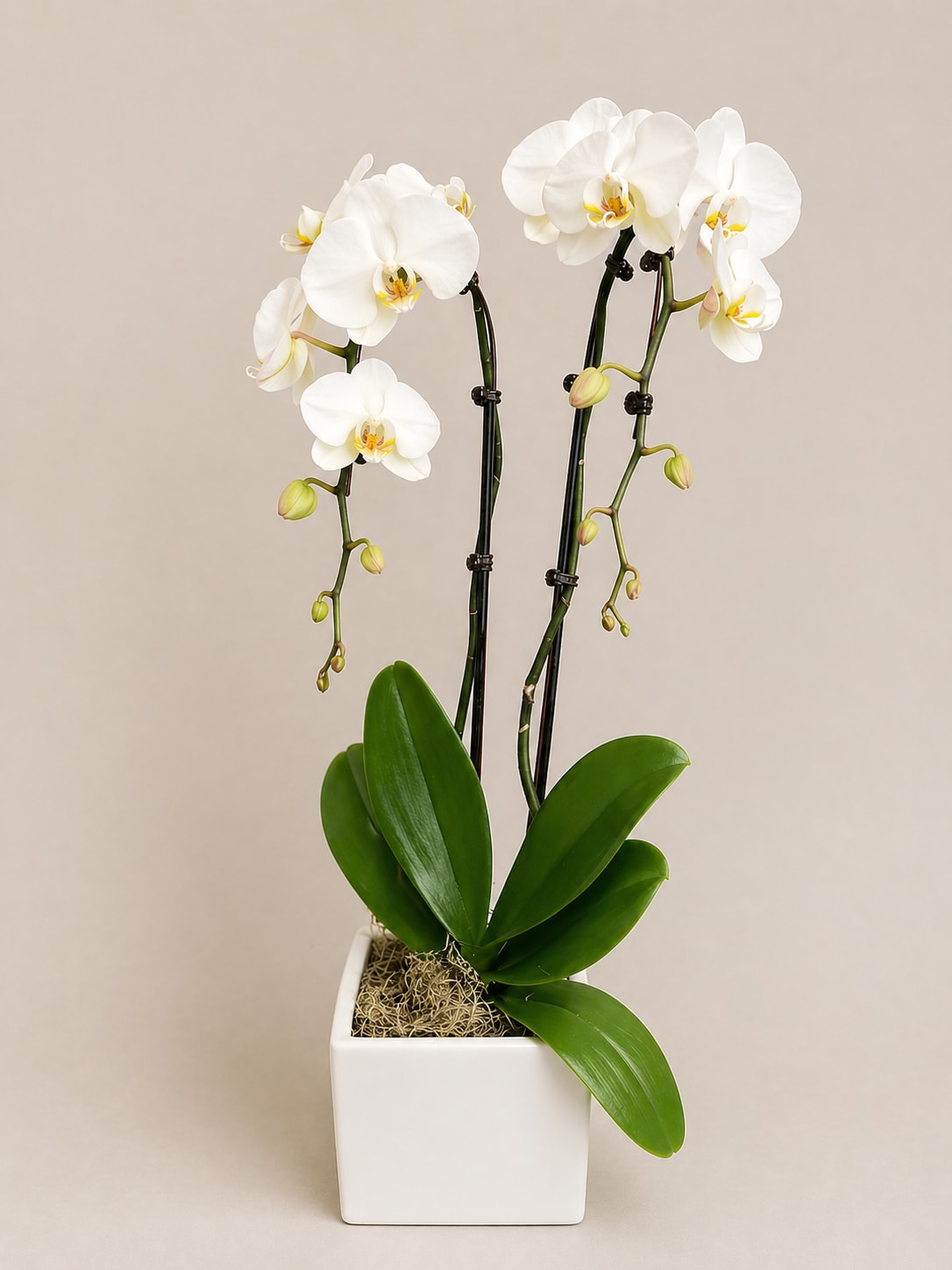 Double Stem Orchid - This is a lovely double stem orchid plant jazzed up for Valentines Day