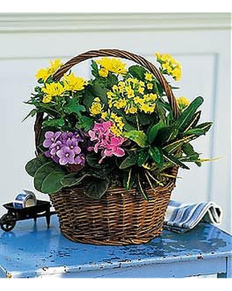 Basket of yellow and pink flowering plants with foliage in a handled wicker basket