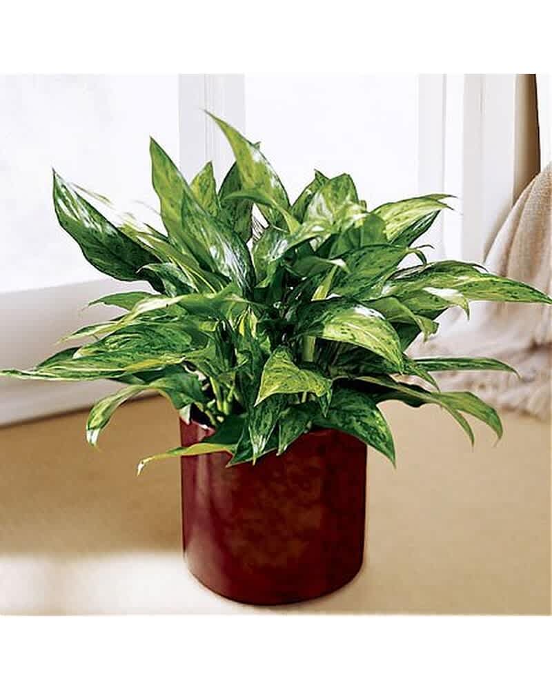 Variegated green houseplant in a glossy deep red pot near a bright window