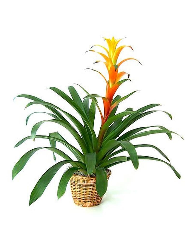 Potted plant with orange and yellow bloom and long arching green leaves in a woven basket.