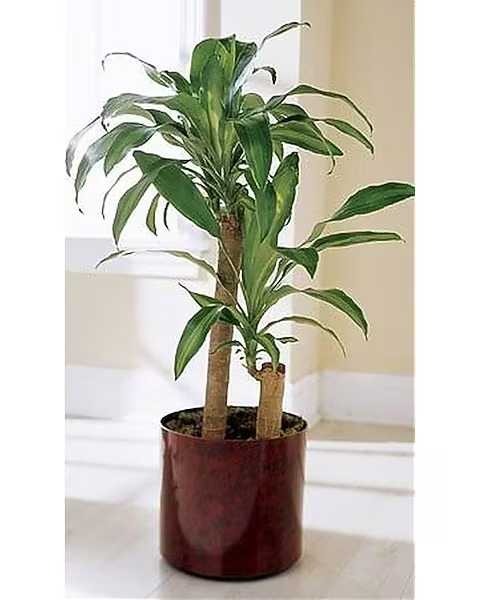 Corn Plant - This plant is great for indoors as it tolerates a wide range of conditions. A gift that conveys your wishes for long life and happiness. 