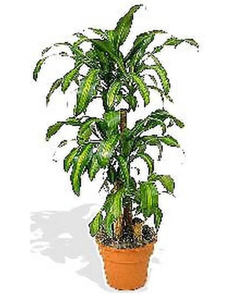 Tall green houseplant with arching leaves in an orange clay pot.