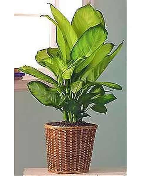Diffenbachia - This hardy green plant is a great gift for any home or office. 
