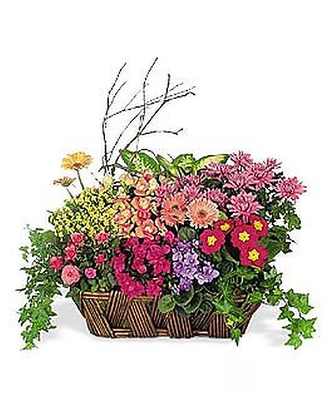 European Dish Garden - This colorful mix of flowering and green plants makes a deluxe long-lasting gift. 