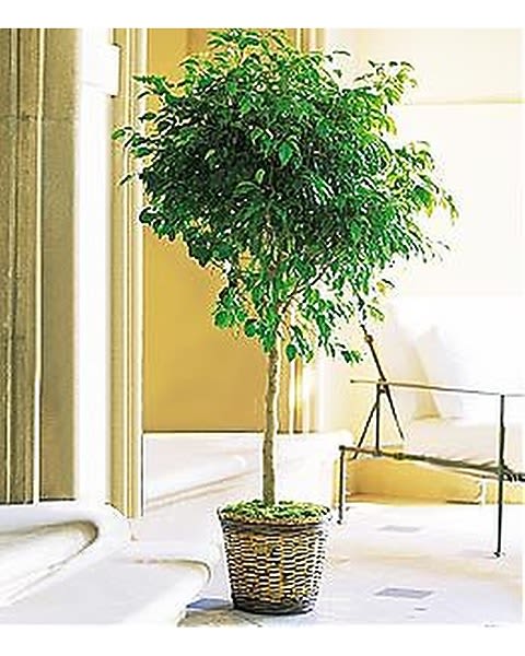 Ficus Tree - Among the most popular green plants today, the ficus tree enjoys moderate light and regular watering. Ideal to send to send to a home or office. 