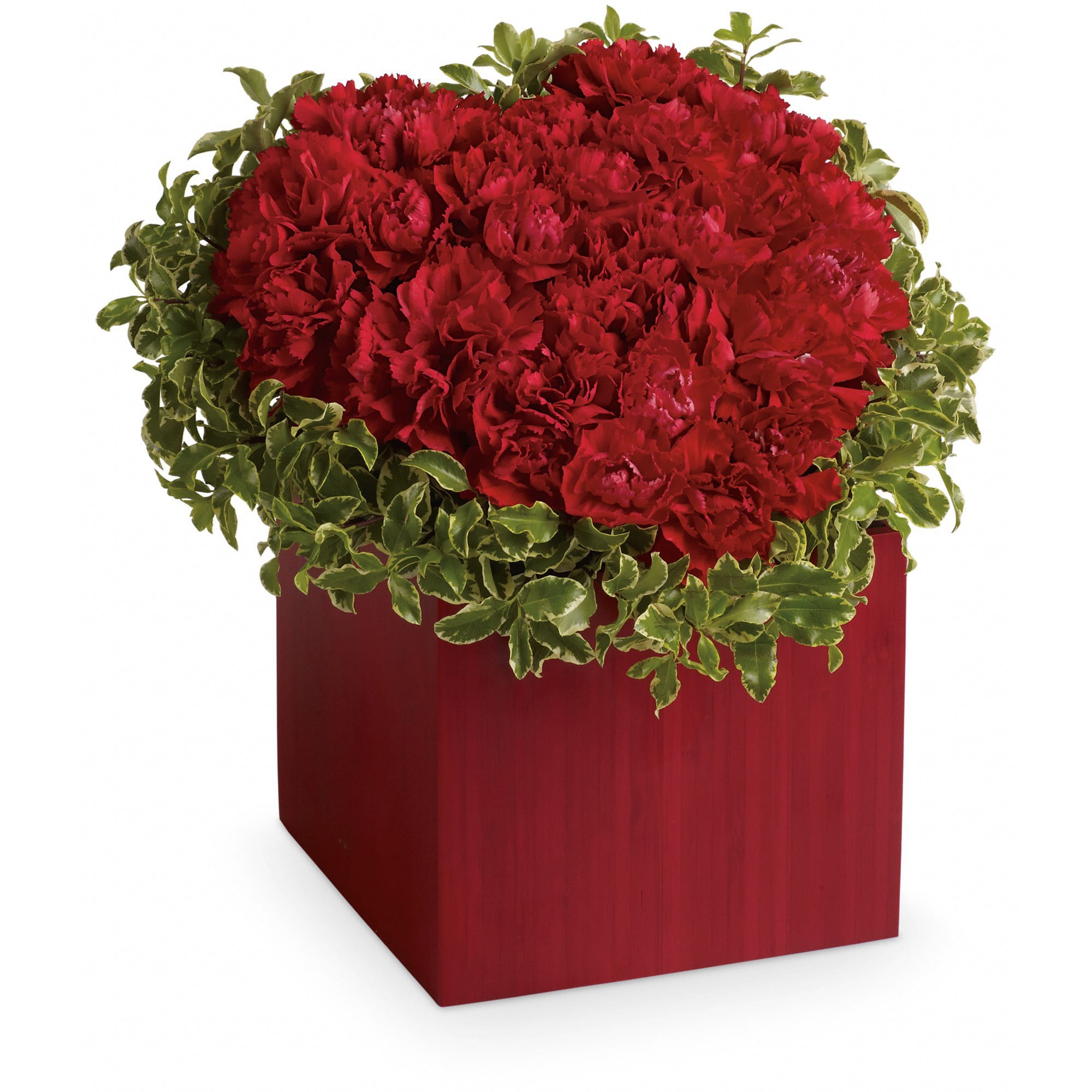 Red carnations in a red square container with variegated green foliage