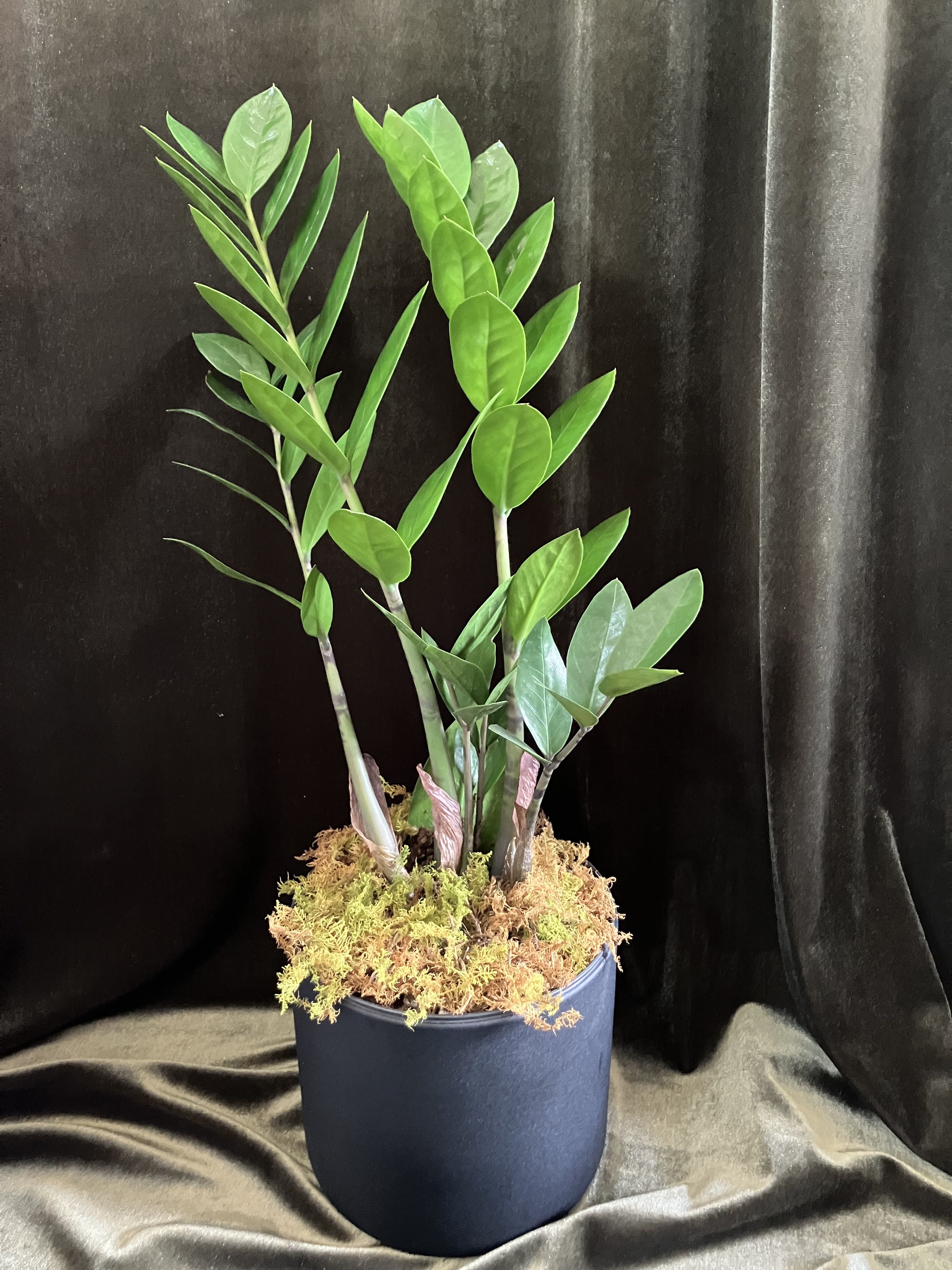 Zz Plant - Architectural, glossy, and effortlessly modern - this potted ZZ plant is a low-maintenance houseplant gift perfect for everyday decor, a new-home present, or an office pick-me-up.  Several upright stems of rich green, glossy leaflets rise from a black metal pot, the soil finished with a neat layer of moss for a clean presentation. The compact, sculptural silhouette works on a shelf, desk, or entry console and adds lasting texture where cut flowers won't.  Choose this ZZ plant when you want to send resilience and tranquility-a living gift that continues to grow. It arrives potted in ceramic with moss topping; water sparingly and place in bright, indirect light for best results.