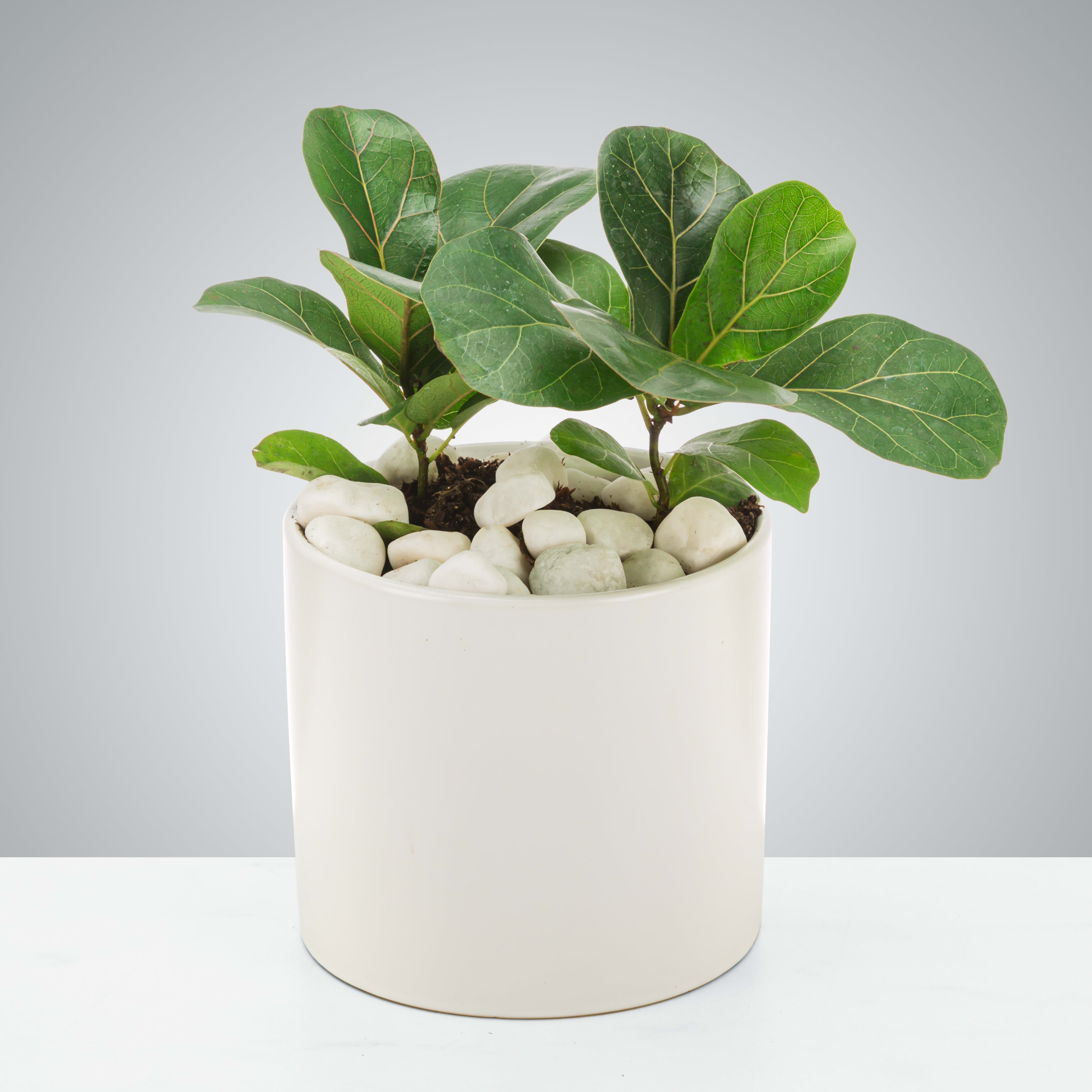 Potted green plant in a white ceramic container with white stones