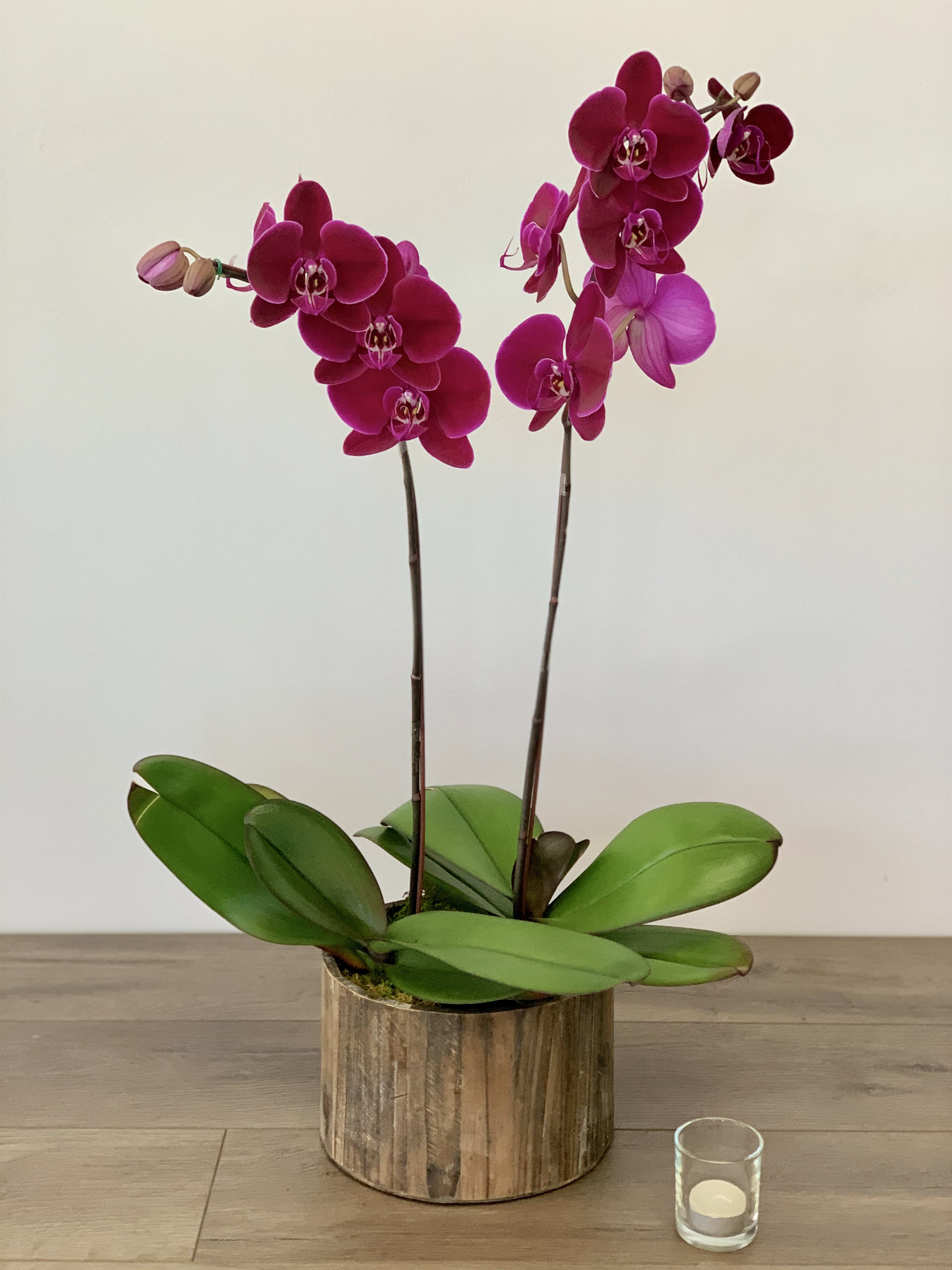 Two magenta orchid stems in a wooden pot on a table