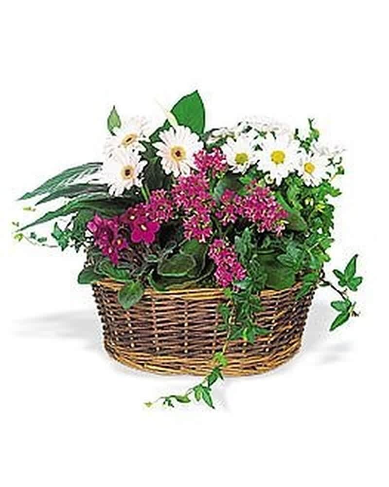Low basket garden with white daisy-like blooms, bright pink flowers, and trailing vines in a woven wicker basket