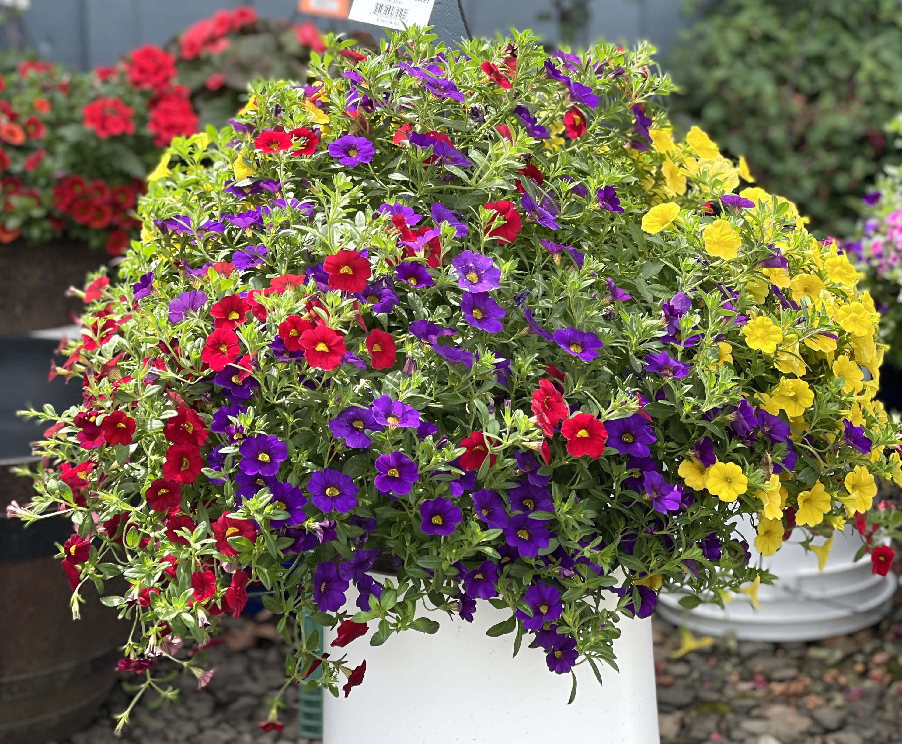 Mixed potted flowers in red, purple, and yellow spilling over a white container