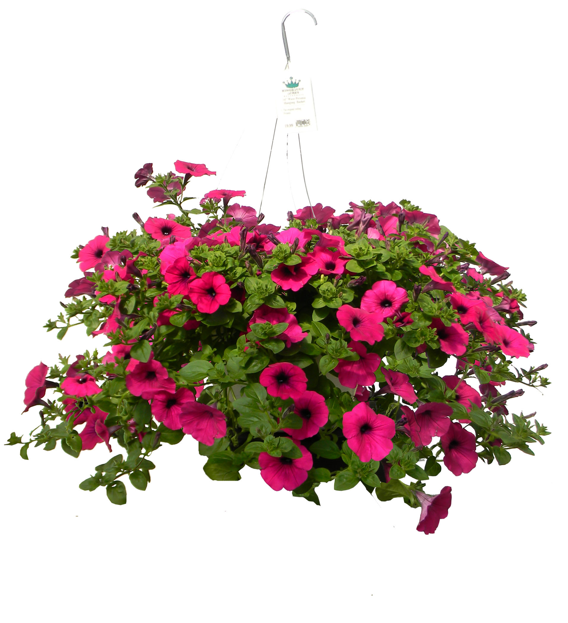 Hanging basket of bright pink petunias