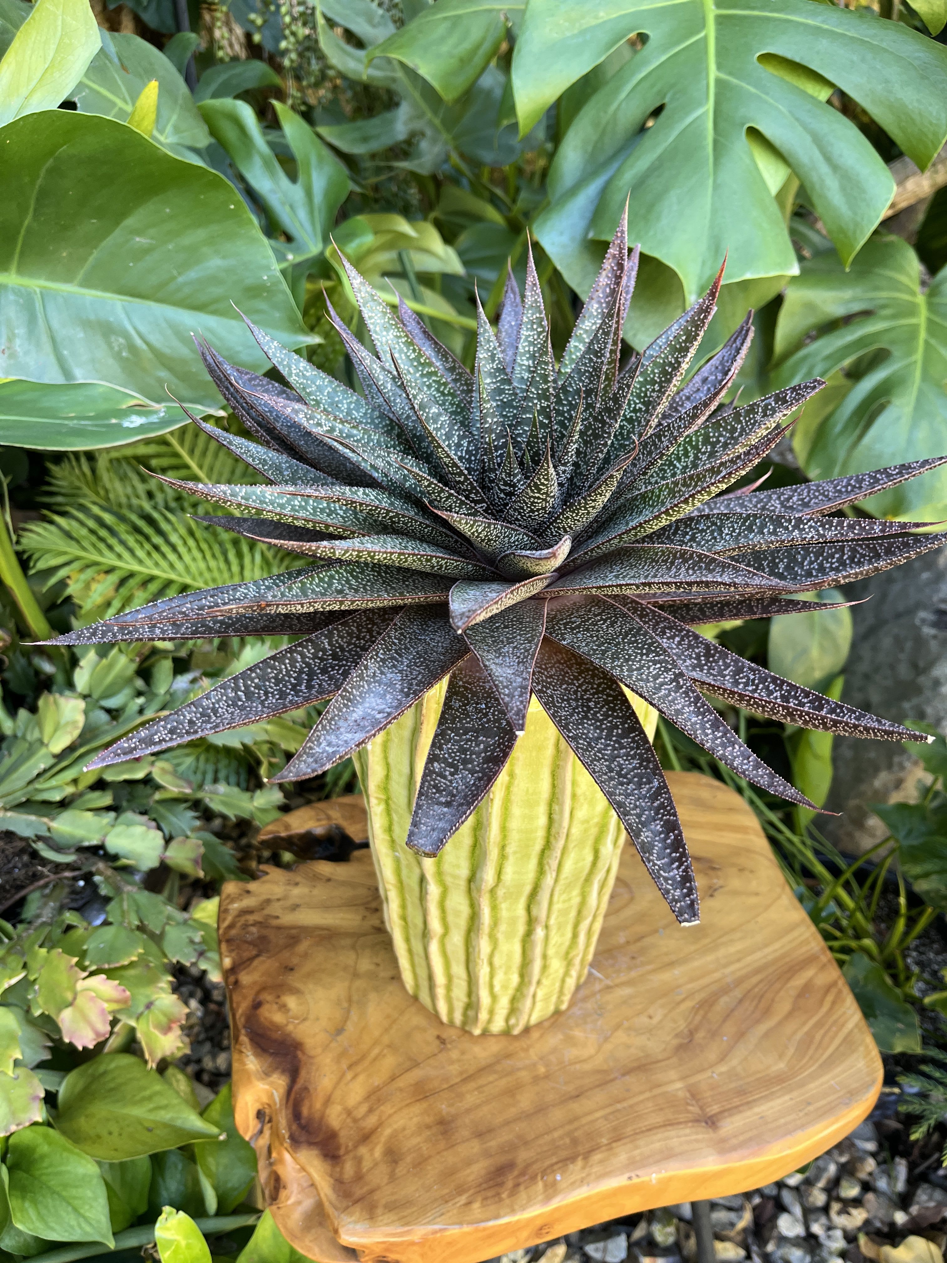 Star - Live succulent 