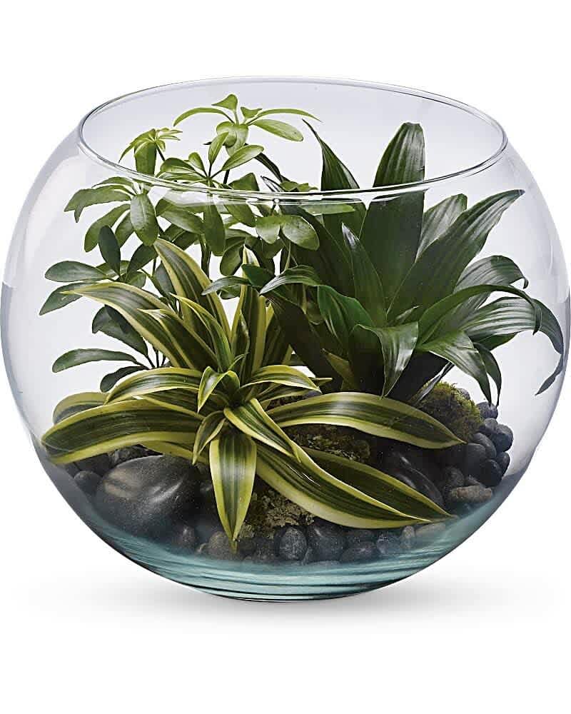 Assorted green houseplants in a round glass bowl with dark stones at the base