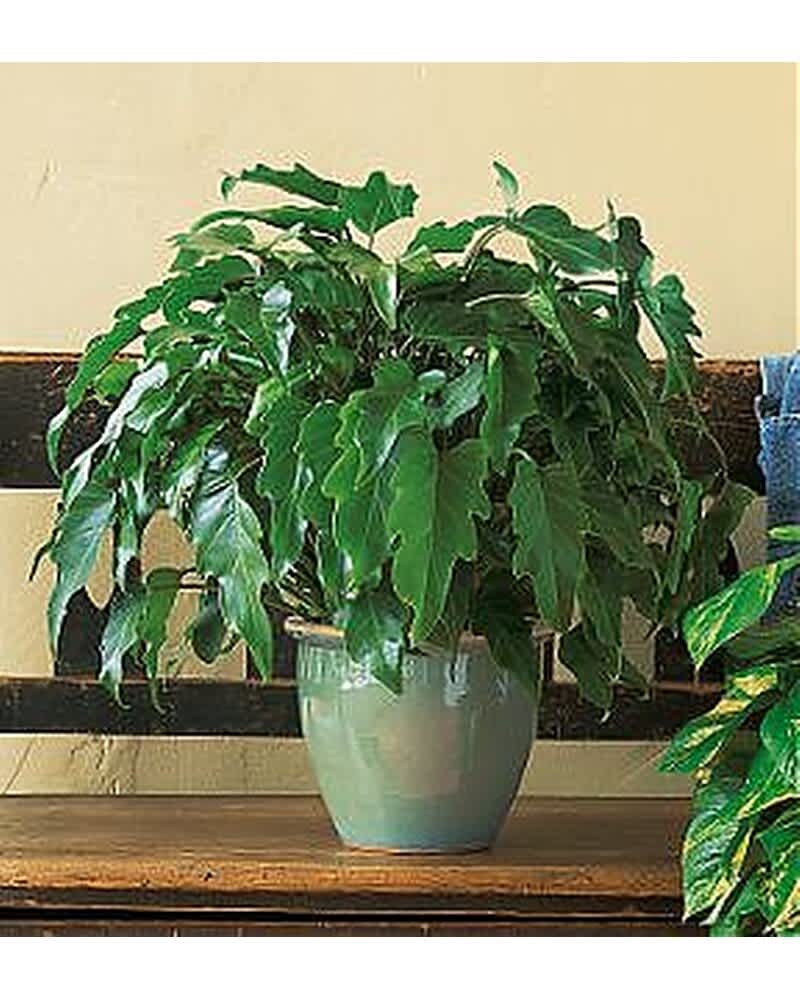 Potted leafy green houseplant in a glossy light blue ceramic pot on a wooden surface.
