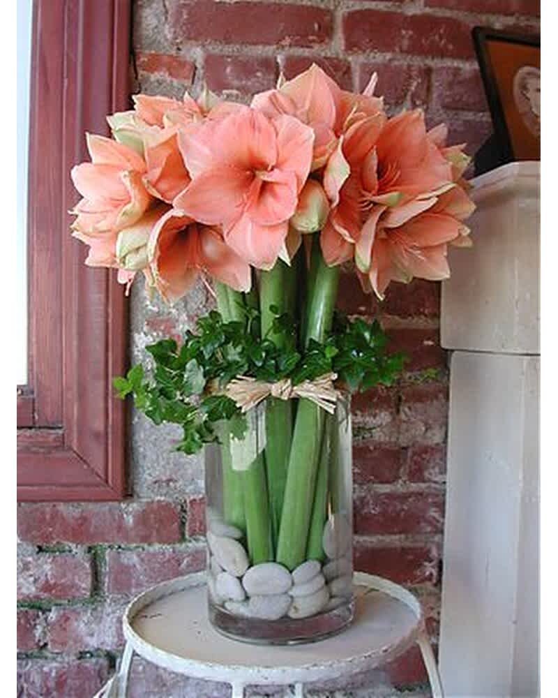 Tall glass vase of peach amaryllis with green stems, foliage, and stones at the base
