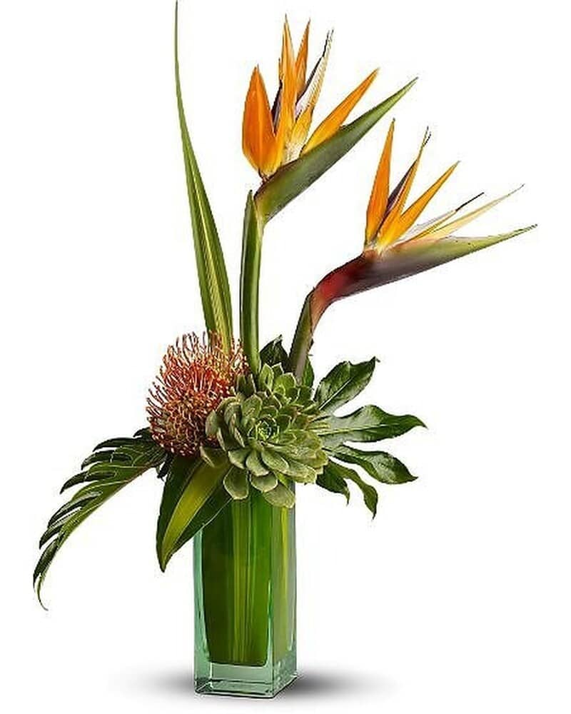 Tall tropical arrangement with birds of paradise, succulent, and protea in a green glass vase