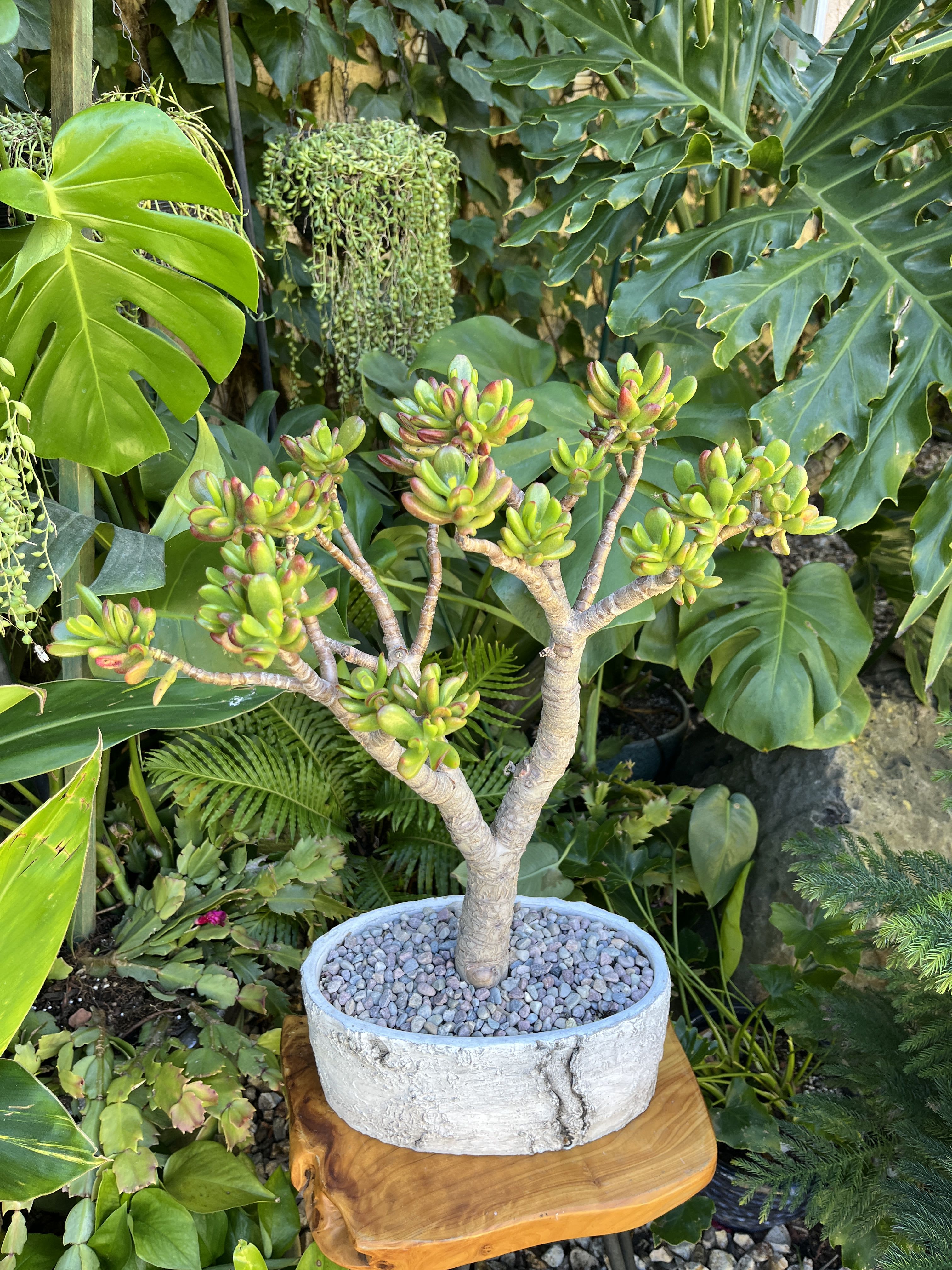 My Tree - Live succulent 