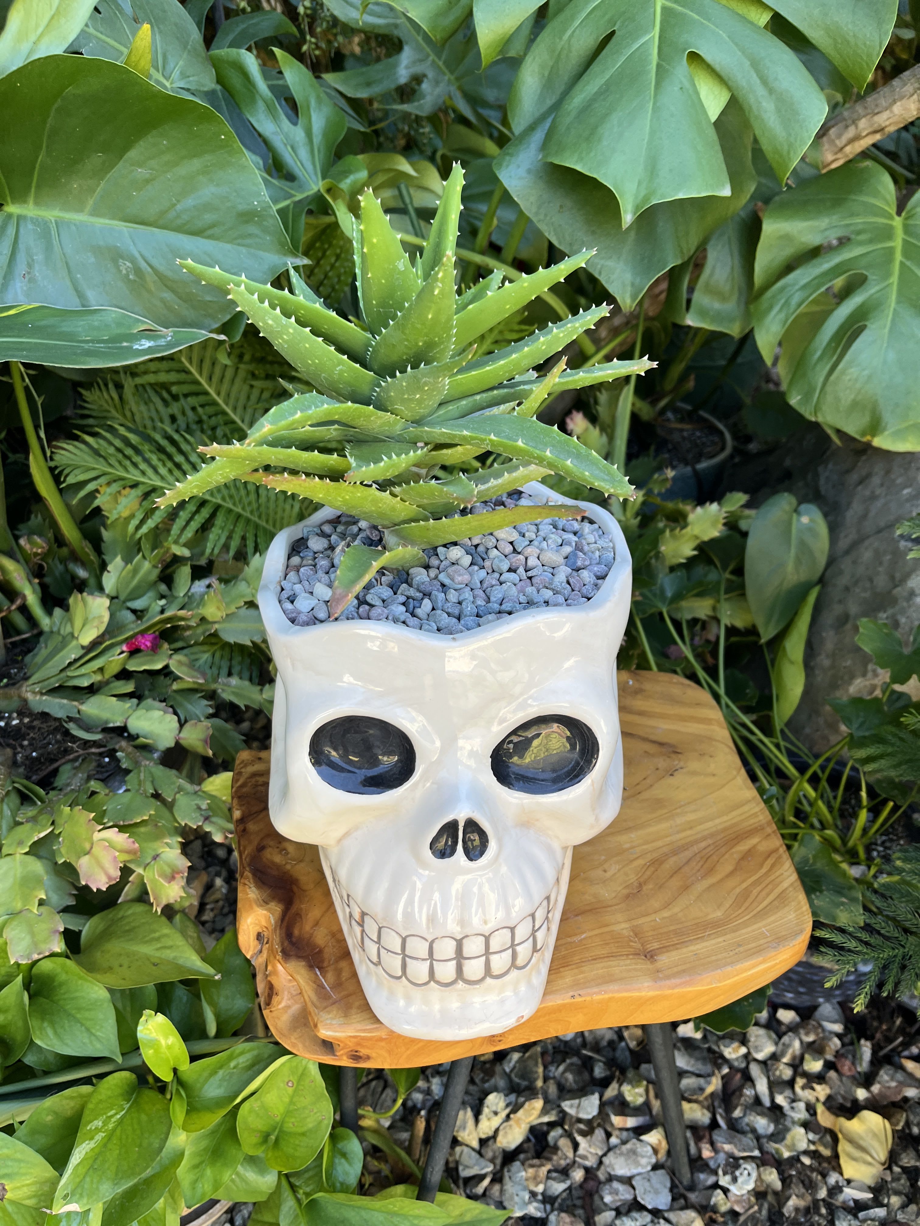 Big Scull - Live succulent 