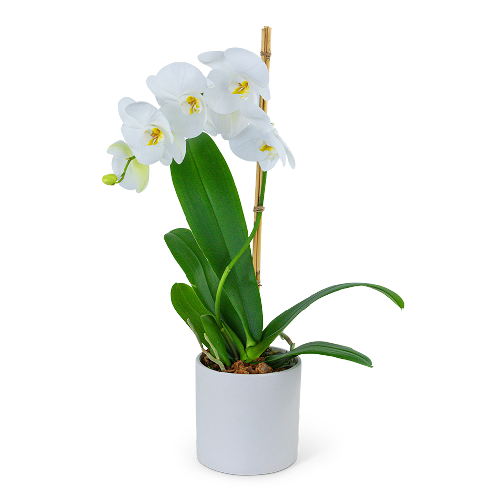 White orchid plant in a white pot