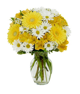 Daisy a Day Bouquet - Somehow, the color yellow has a way of instantly creating a smile on just about anyone's face. Yellow gerbera and yellow alstroemeria are definitely the focal points of this arrangement, which also features white poms and white Monte Casino blooms in a clear vase. Measures 16"H by 12"L. Size shown is the deluxe.