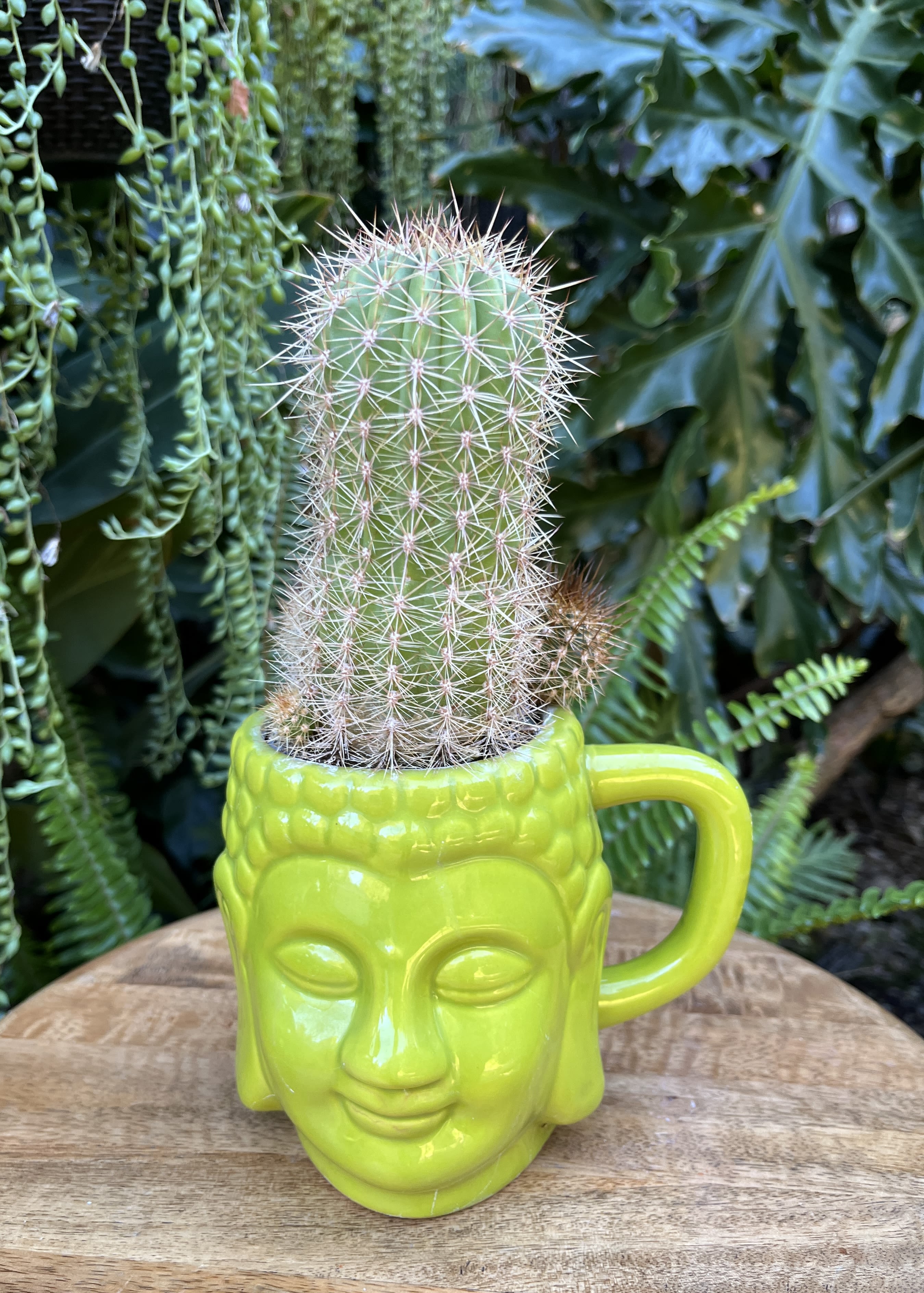 Cactus in a bright green face-shaped mug planter
