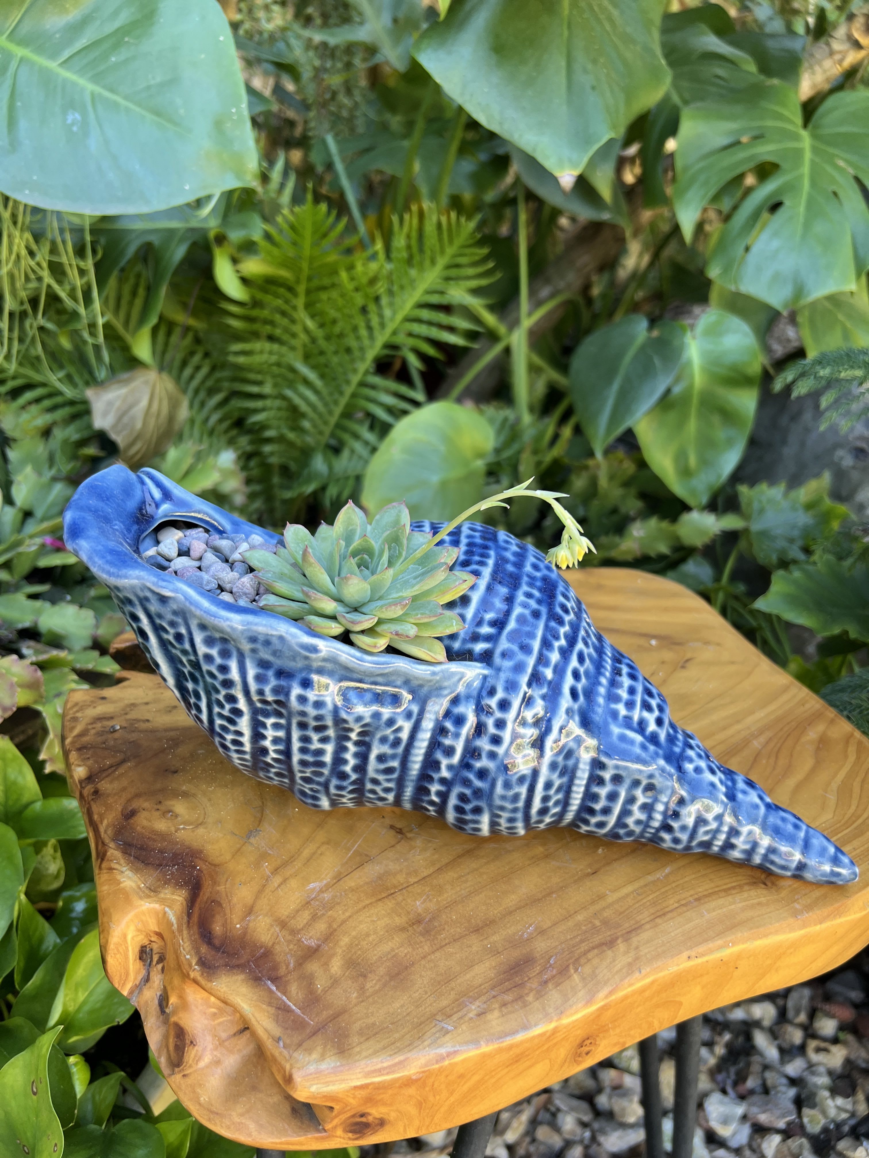 Blue Ocean  - Live succulent 