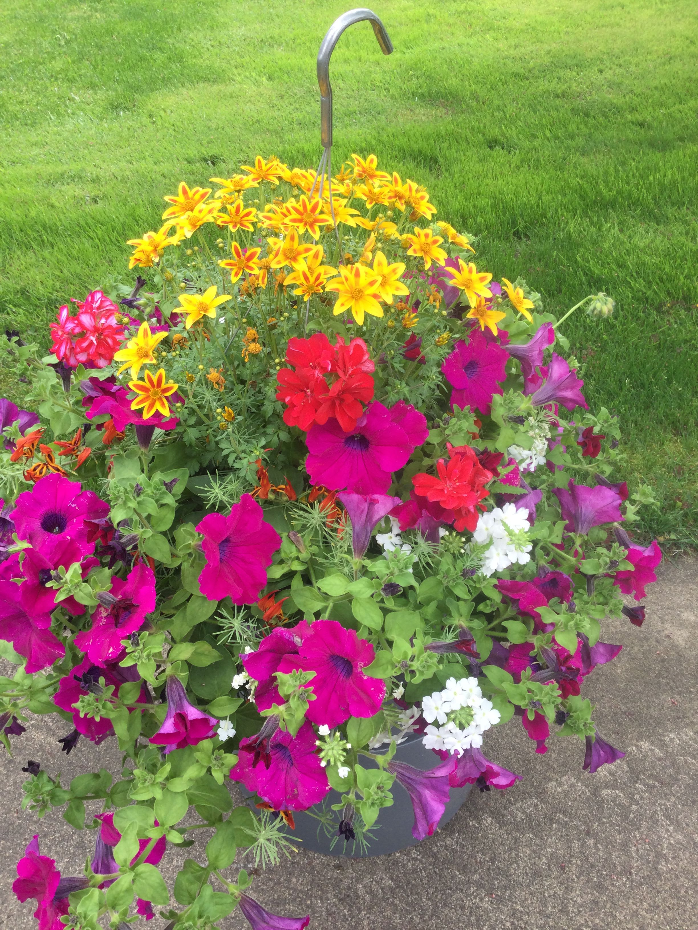 Beautiful Blooms Hanging Basket - We are offering these gorgeous spring hanging baskets for Mother’s Day, or any other festive occasion, during this month only. These baskets are full of buds and blossoms and are absolutely beautiful!  Limited supplies are available.  * PLEASE NOTE: The variety of flowers, and the color of flowers, offered in our hanging baskets are subject to change daily. The picture shows ONLY an example of the fullness and size of the baskets that we are offering. We will deliver a basket of comparable size and fullness to be enjoyed this spring season. 
