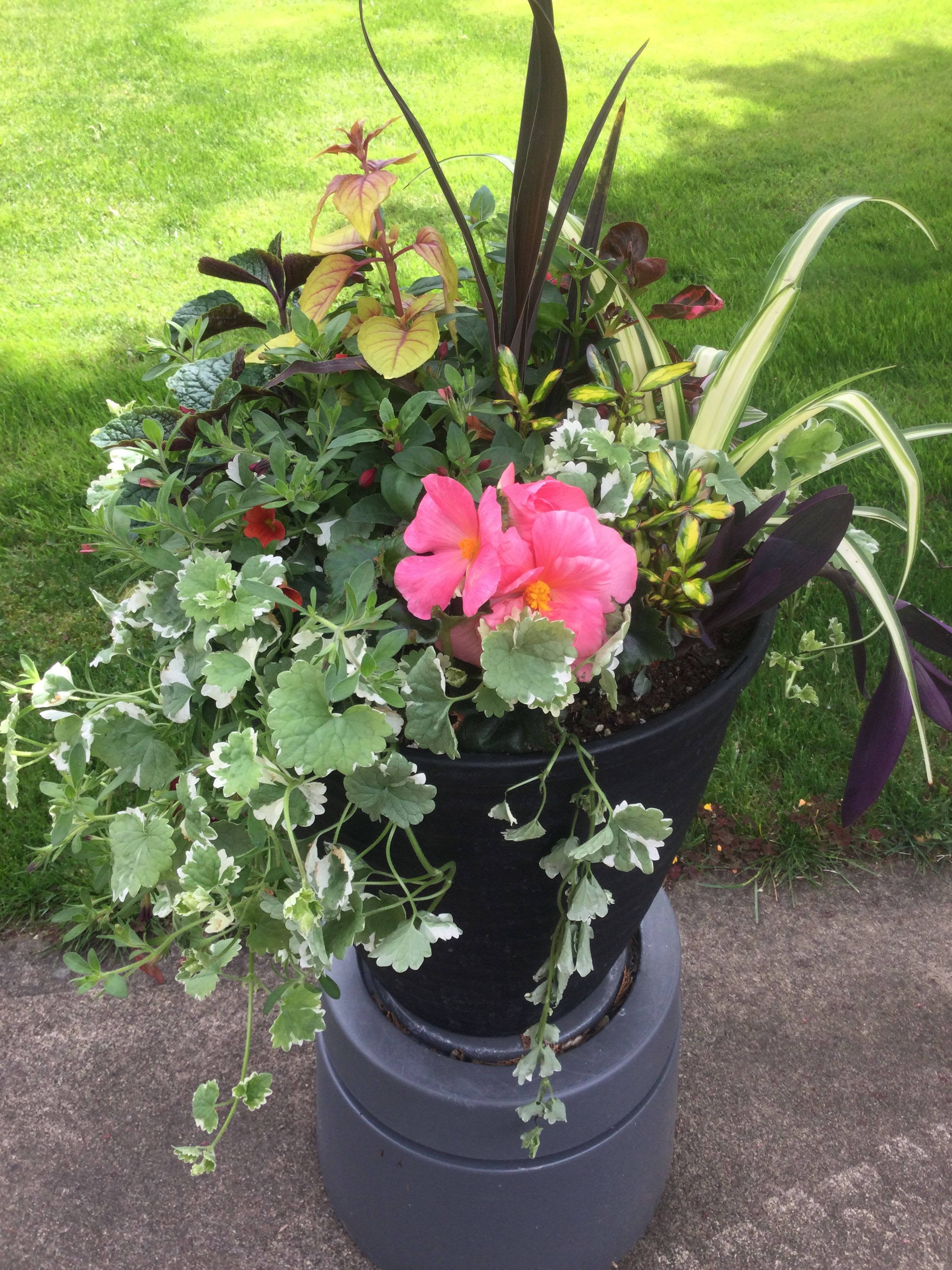 Sending Love Planter - Beautiful shade flower pot with assorted plants,! easy to care for and to enjoy!