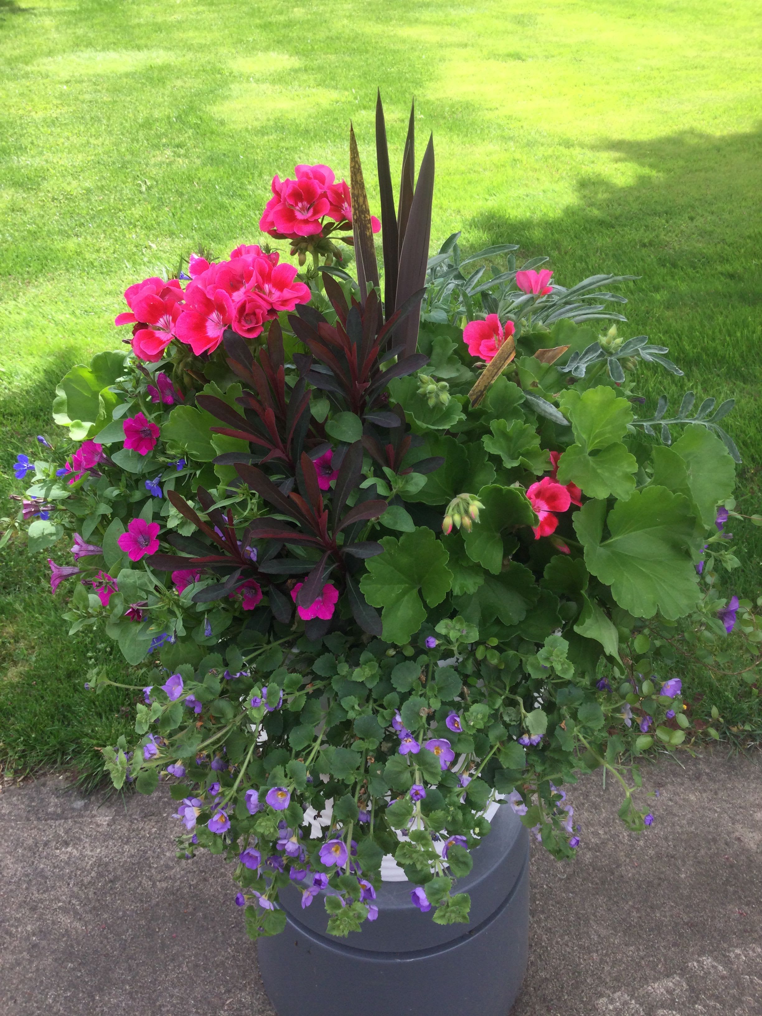 Spring Splash Planter  - This large patio planter is filled to the brim with gorgeous, live, summer full sun plants. Send a splash of summer colors to someone special today.  