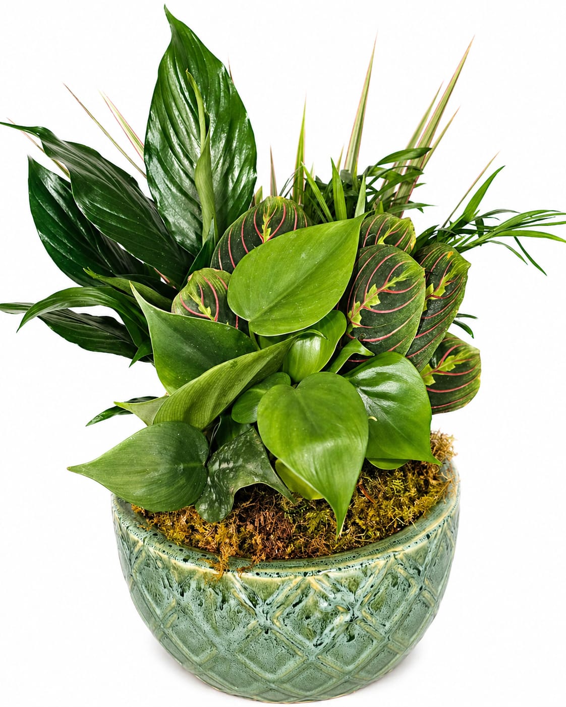 8" Ceramic Dish Garden – Easy Care Indoor Plant Gift - Bring fresh greenery and natural elegance into any space with our 8" Dishgarden in a ceramic pot. This beautifully arranged indoor plant garden features a curated mix of lush, easy-care plants with rich textures and vibrant green tones, finished with natural moss for a polished look. Designed to thrive indoors, this low-maintenance plant arrangement is perfect for home décor, office spaces, or as a thoughtful long-lasting gift.  Ideal for sympathy, birthdays, get well wishes, housewarmings, and everyday occasions, this indoor dish garden offers a lasting alternative to traditional flowers. Each arrangement is handcrafted and unique, making it a meaningful and stylish gift that continues to grow.