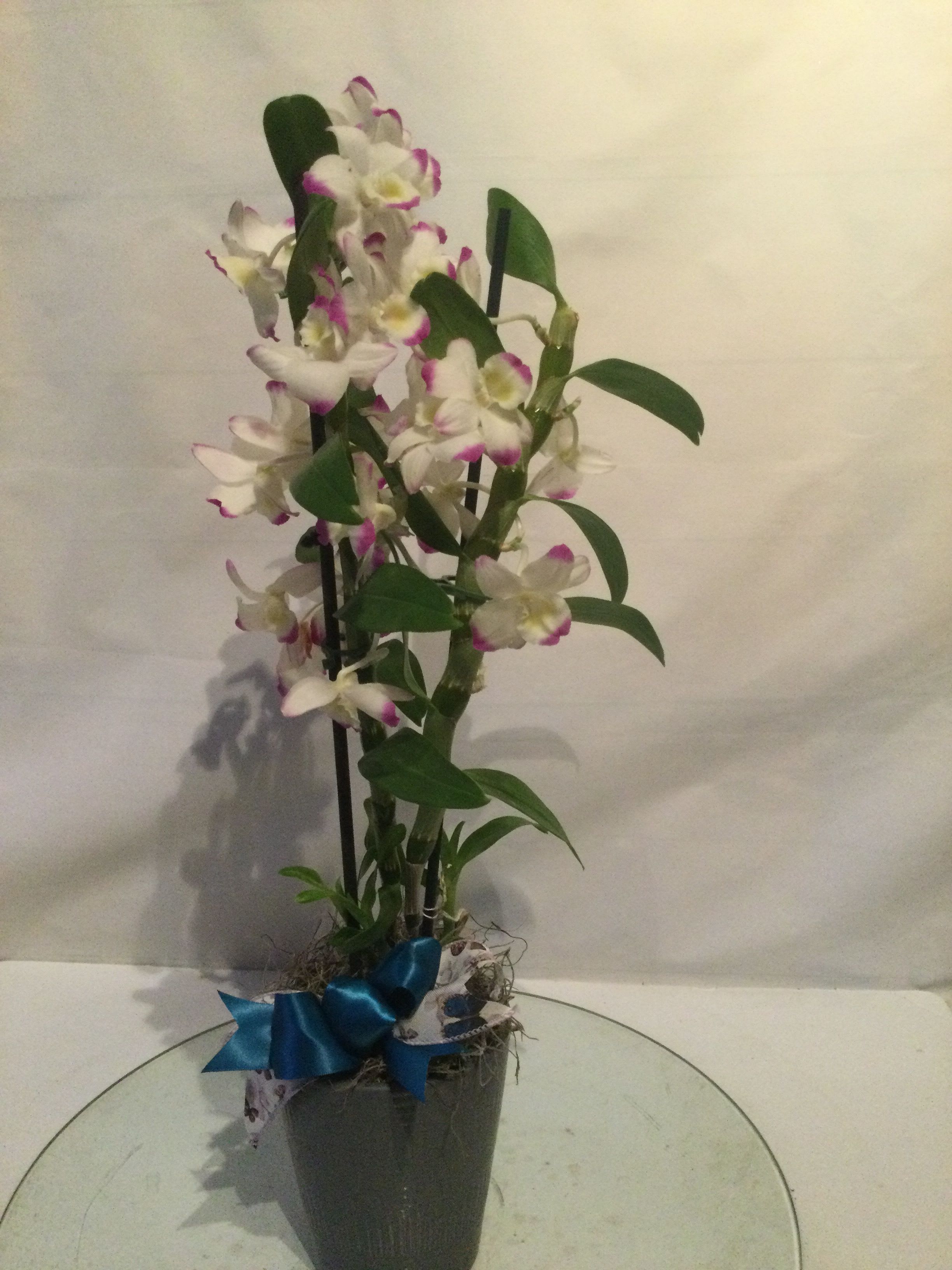 True Orchid Love - Beautiful two tone orchid plant in a pot, makes for a wonderful gift for any occaion.