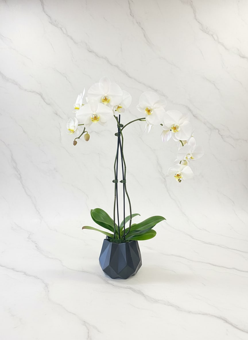 Orchid Plant - Embrace elegance and tranquility with our White Phalaenopsis Orchid Plant. A symbol of grace and refinement, this stunning orchid features pristine white blooms that exude a sense of serenity. 2 Spike White Phalaenopsis Orchid Plant