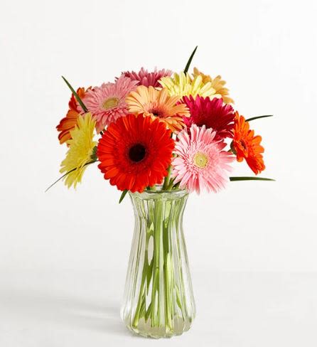 Happy Gerbera Daisies  -  Pet Friendly? Yes According to the ASPCA, Gerbera Daisies are non-toxic to cats and dogs. While safe for household pets, ingestion of any plant material can cause mild tummy upset, so it is still best to keep this arrangement out of reach of curious paws.   Human Allergy Note Pollen Warning: These flowers belong to the Daisy family and contain visible pollen centers that may trigger sensitivities in some individuals. Keep the arrangement in a well-ventilated area and avoid placing it directly on bedside tables for those with known hay fever.   Care &amp; Longevity To keep your daisies standing tall, trim the stems at an angle and place them in a clean vase with fresh, room-temperature water. Change the water every two days to prevent bacterial growth, as Gerbera stems are prone to “clogging.” Keep the arrangement away from direct sunlight, heating vents, and ripening fruit to extend its vase life.   Best Occasions &amp; Situations  Birthday celebration  Congratulations or graduation  Get Well soon wishes ️ Just Because or thinking of you  Housewarming gift  Office Desk brightening  Appreciation or thank you  Why Customers Love It High-impact color that instantly lifts the mood of any room. Long-lasting blooms known for maintaining their shape for a week or more. Pet-safe peace of mind for homes with furry family members. Gift-ready presentation in a classic, fluted glass vase. Versatile design that works for almost any celebratory occasion.