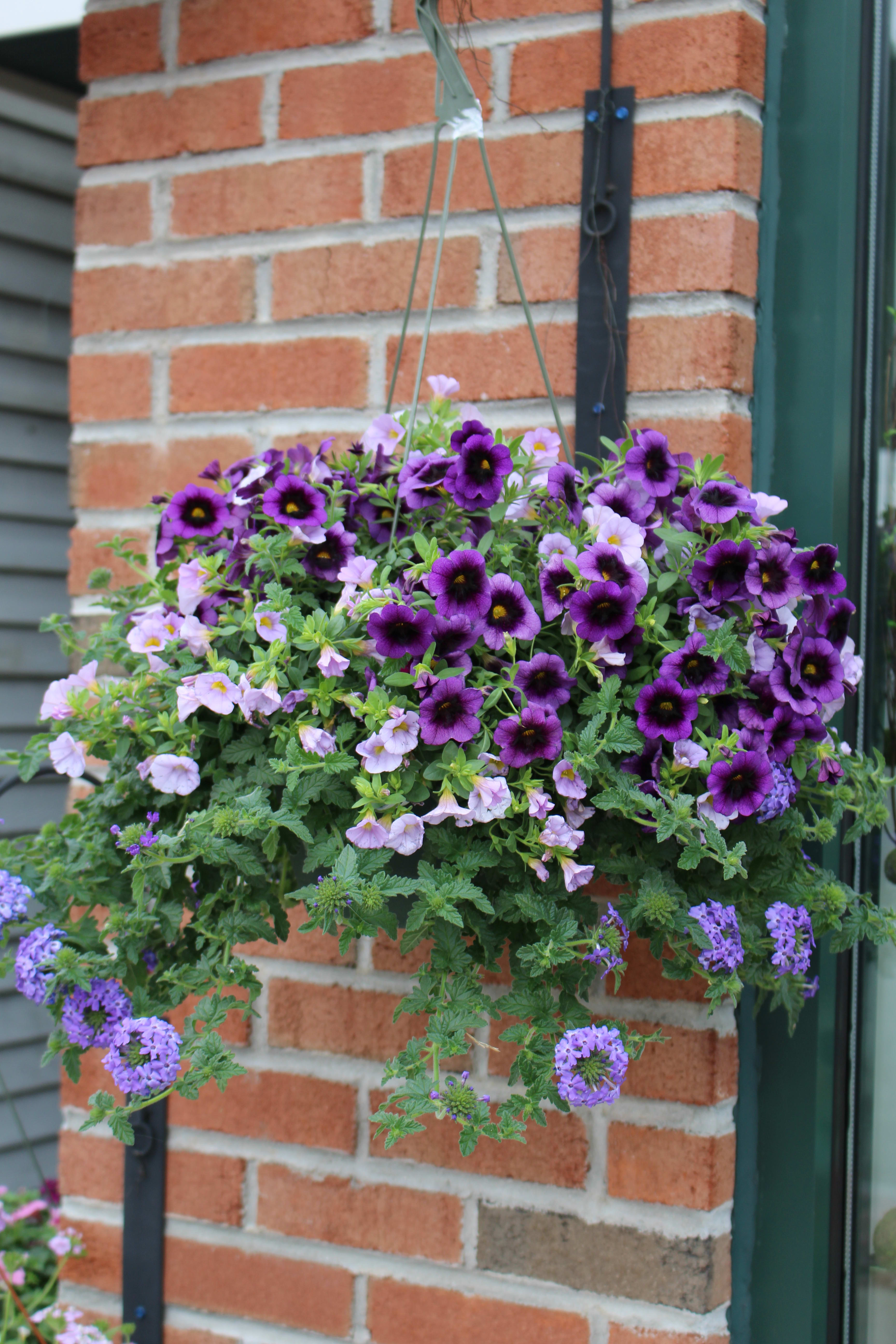 Mixed Hanging Planter - A beautiful display for any home featuring a fresh mix of plants. Perfect for your loved ones with a green thumb!