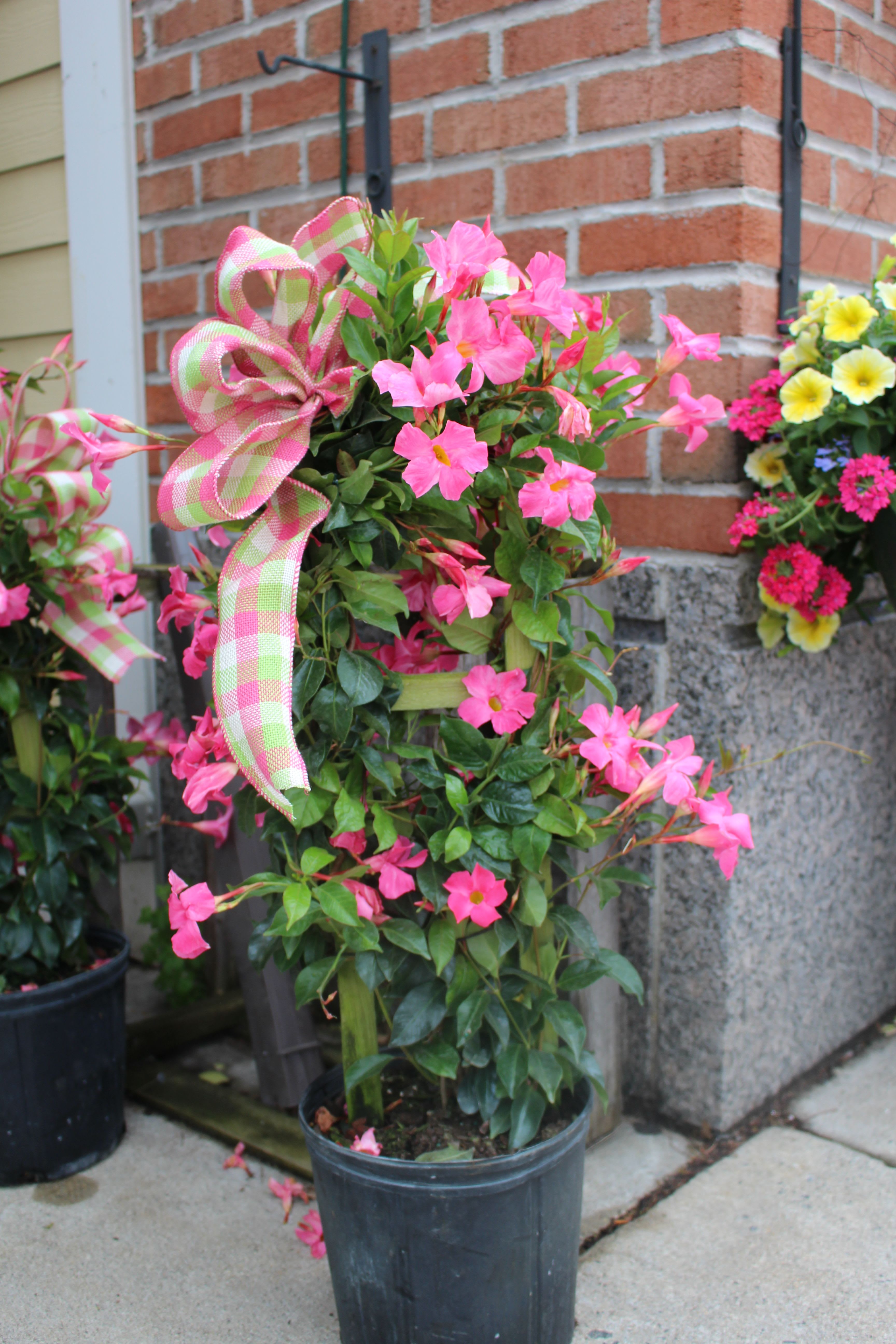 mandevilla plant - beautiful mandevilla plant for outside