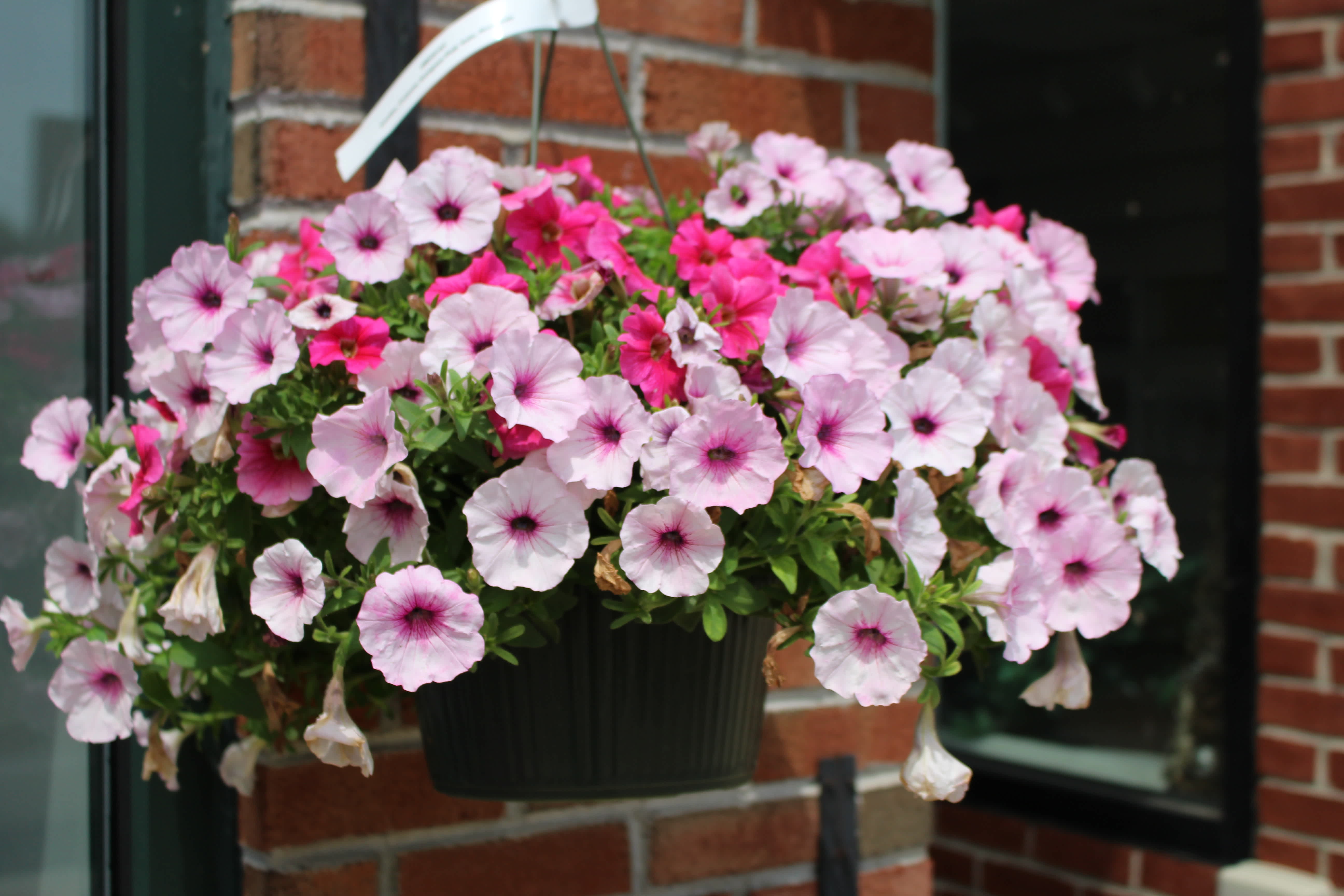 Hanging basket of pink petunia flowers in a dark planter