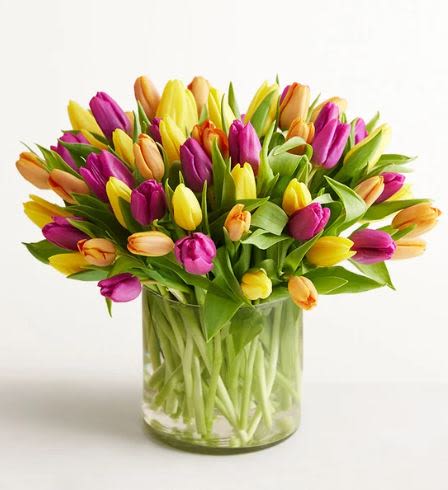 Spring Assorted Tulip  -  Pet Friendly? No Tulips are toxic to both cats and dogs, particularly if the bulb or stem is ingested. They can cause oral irritation and digestive upset for household pets. Keep out of reach; avoid homes with curious cats.    Human Allergy Note No major allergy-triggering flowers noted. As a general precaution, keep the arrangement in a well-ventilated area away from direct sleeping quarters.   Care &amp; Longevity To keep your blooms fresh, trim the stems at a 45-degree angle every two days and place them in a clean vase with fresh, cold water. Tulips are “thirsty” and continue to grow slightly in the vase, so check the water level daily. Keep the arrangement away from direct sun, heat sources, or drafty vents, and remove any fading blooms to encourage the remaining flowers to last.   Best Occasions &amp; Situations  Cheerful Birthday surprise  “Congratulations” celebration  “Get Well” pick-me-up  Brightening a new home  Professional “Thank You” gift ️ Just because/Thinking of you  Why Customers Love It High-impact color with a bold, multi-tonal palette. Modern presentation in a clean, glass cylinder vase. Seasonal favorite that brings the feeling of spring indoors. Versatile size that fits perfectly on most tables or desks.