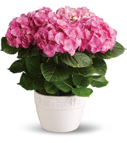 Pink hydrangea plant in a white pot