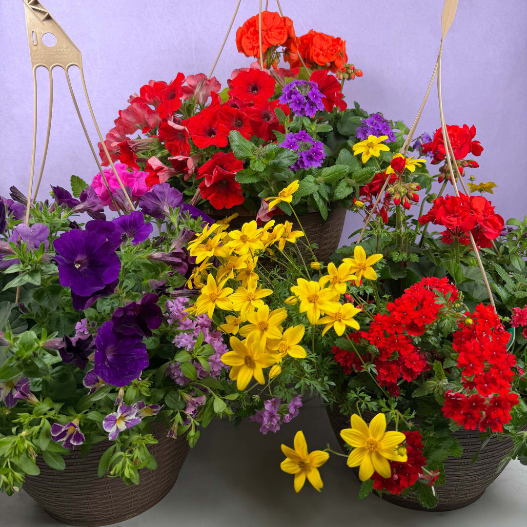 13" Mixed Hanging Basket - Overflowing cascades of blooms make this 13" mixed hanging basket an instant porch brightener, perfect as a spring or summer housewarming gift or a cheerful everyday decoration. The lively mix of vibrant colors and fresh green foliage reads joyful and casual, the kind of hanging basket that makes the person you're thinking of feel welcomed and delighted the moment they see it.  This planted hanging basket arrives ready to hang in a plastic pot with sturdy wires and a hanging hook, overflowing with densely packed, trailing flowers and abundant foliage for a full, garden-center look, no arranging required.  Ideal for porches, balconies, entryways or as a sunny gift that keeps giving all season, this basket needs regular watering and a sunny to partly sunny spot to stay its most vibrant. Choose this for casual gifting, housewarmings, or anyone who loves a burst of summer color and a low-fuss, high-impact floral display.  NOTE: Colors and flowers in each mixed hanging basket will vary. We'll pick out the basket of the highest quality that we have in store that will fit your order.